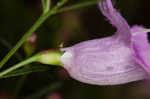 Slenderleaf false foxglove